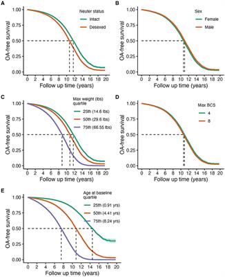 Body weight, gonadectomy, and other risk factors for diagnosis of osteoarthritis in companion dogs